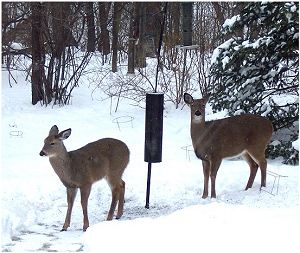 deer at our birdfeeder 01/15/2011